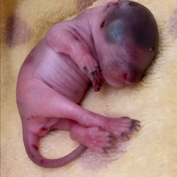 Meet your Posher, Michelle 🦇🐢🦨🦝🐿🦡🦔🐀 - Picture 10 of 16